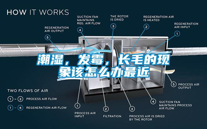 潮濕，發(fā)霉，長(zhǎng)毛的現(xiàn)象該怎么辦最近